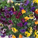 Pansy 2