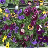 Pansy 3